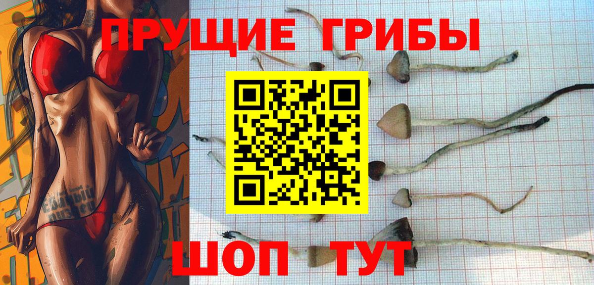 Галлюциногенные грибы Cubensis  Псилоцибиновые грибы Psilocybine cubensis  где найти   Ачхой-Мартан  Вход с VPN 