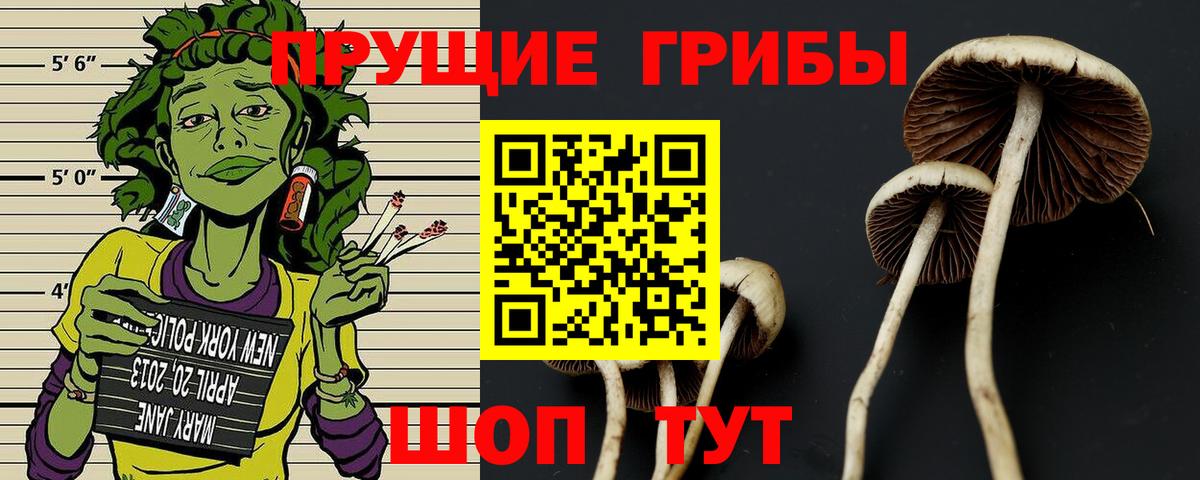 Галлюциногенные грибы Psilocybe Ачхой-Мартан